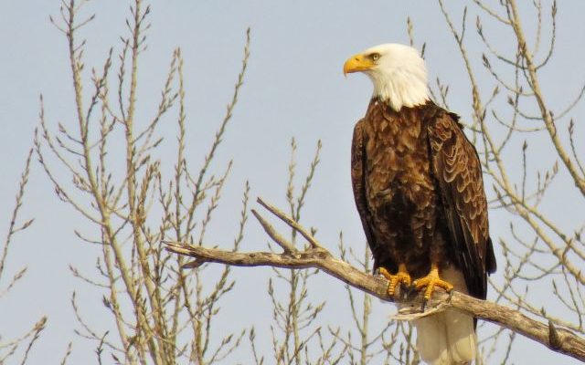 Father, son plead guilty in black market eagle trafficking