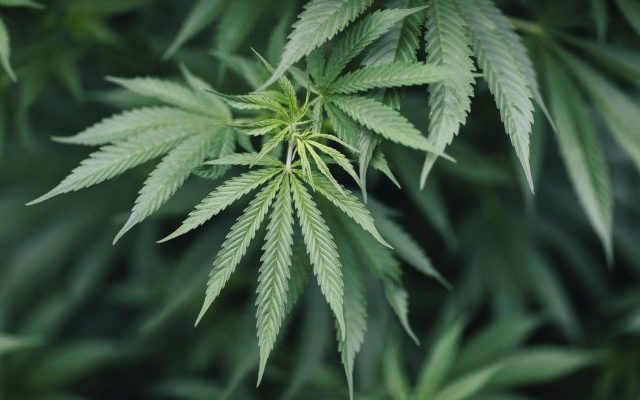 South Dakotans to vote on legalizing recreational marijuana